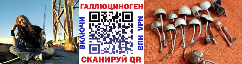 сколько стоит  Красноярск  Псилоцибиновые грибы мицелий 